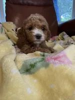 Josie, a male Cavapoo for sale in Houston, TX – Photo 5 of 5