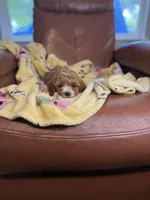 Josie, a male Cavapoo for sale in Houston, TX – Photo 2 of 5