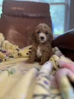 Josie, a male Cavapoo for sale in Houston, TX – Photo 4 of 5