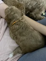 Chance, a male Cavapoo and Cavachon for sale in Houston, TX – Photo 5 of 5