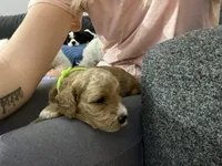 Chance, a male Cavapoo and Cavachon for sale in Houston, TX – Photo 2 of 5