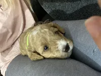 Chance, a male Cavapoo and Cavachon for sale in Houston, TX – Photo 3 of 5