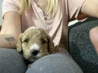 Chance, a male Cavapoo and Cavachon for sale in Houston, TX – Photo 1 of 5