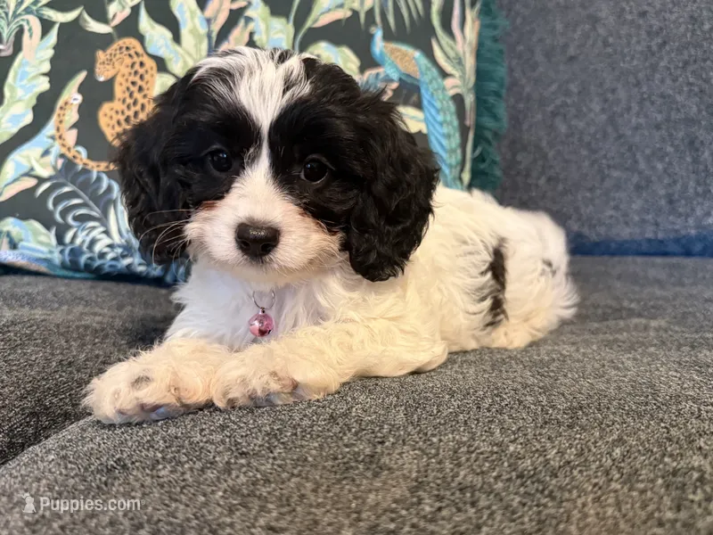 Stella - TOY F1 Cavapoo – Cavapoo puppy for sale in Houston, TX