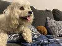 Honey, a female Cavachon for sale in Houston, TX – 3 of 4