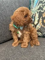Oliver - MINI F1 Cavapoo, a male Cavapoo for sale in Houston, TX – 3 of 8