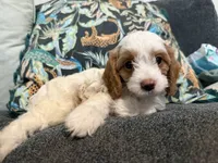 Toffee - Cavapoo , a male Cavapoo and Poodle - Toy  for sale in Houston, TX – 4 of 4