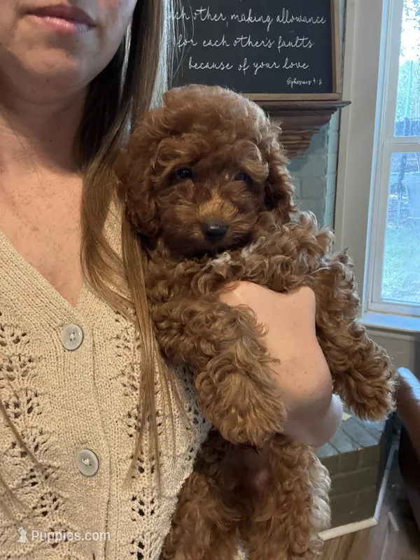 Max - CAVAPOO – Cavapoo, Poodle - Toy  puppy for sale in Houston, TX