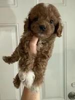 Mickey - Tiny Toy Cavapoo, a male Cavapoo and Poodle - Toy  for sale in Houston, TX – 4 of 4