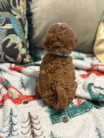 Mickey - Tiny Toy Cavapoo, a male Cavapoo and Poodle - Toy  for sale in Houston, TX – 2 of 4