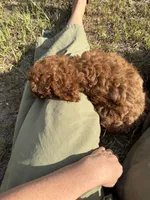 Max - CAVAPOO, a male Cavapoo and Poodle - Toy  for sale in Houston, TX – 3 of 4
