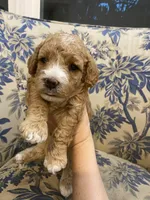 Trinity, a female Cavapoo for sale in Houston, TX – Photo 4 of 4