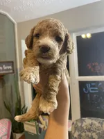 Trinity, a female Cavapoo for sale in Houston, TX – Photo 1 of 4
