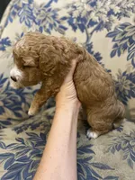 Trinity, a female Cavapoo for sale in Houston, TX – Photo 3 of 4
