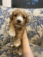 Trinity, a female Cavapoo for sale in Houston, TX – Photo 2 of 4