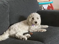 Honey, a female Cavachon for sale in Houston, TX – 4 of 4