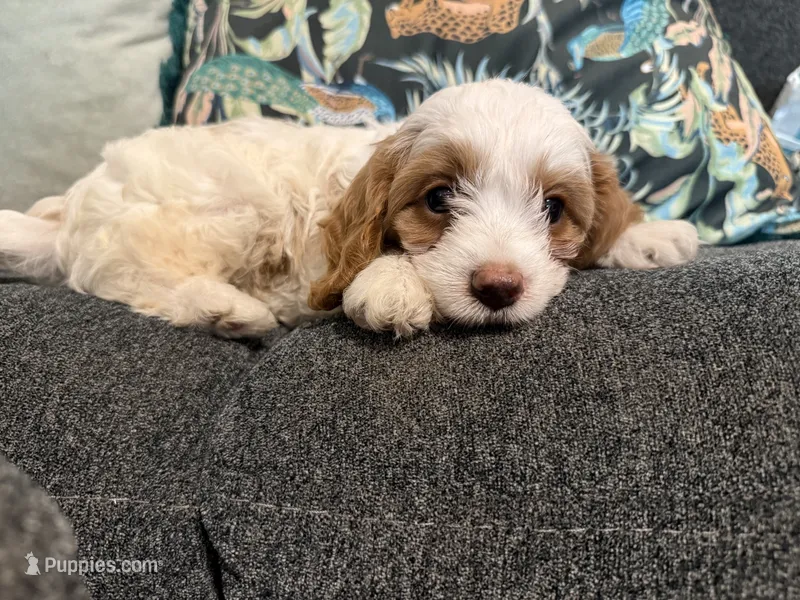 Toffee - Cavapoo  – Cavapoo, Poodle - Toy  puppy for sale in Houston, TX