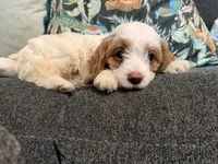 Toffee - Cavapoo , a male Cavapoo and Poodle - Toy  for sale in Houston, TX – 1 of 4