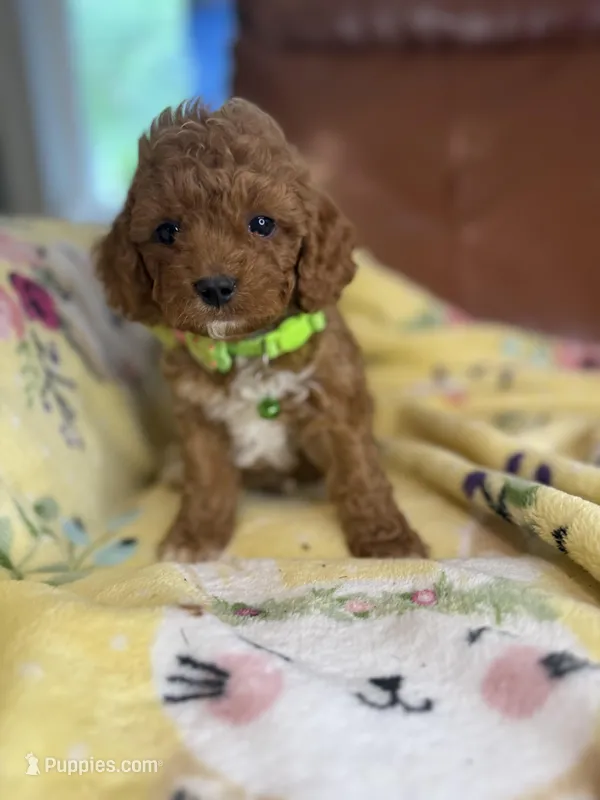 Johnny – Cavapoo puppy for sale in Houston, TX