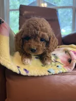 Johnny, a male Cavapoo for sale in Houston, TX – Photo 3 of 3