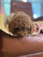 Johnny, a male Cavapoo for sale in Houston, TX – Photo 2 of 3