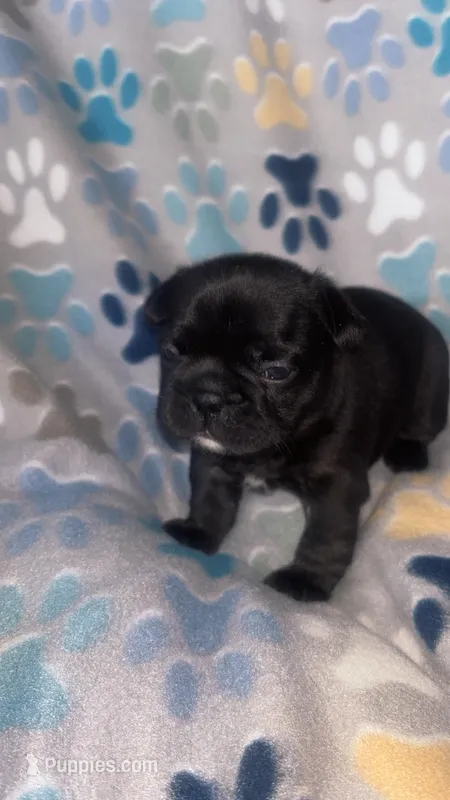 Black – French Bulldog puppy for sale in Richmond, VA