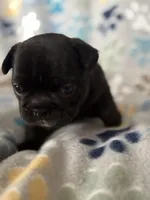 Black, a female French Bulldog for sale in Richmond, VA – 2 of 9