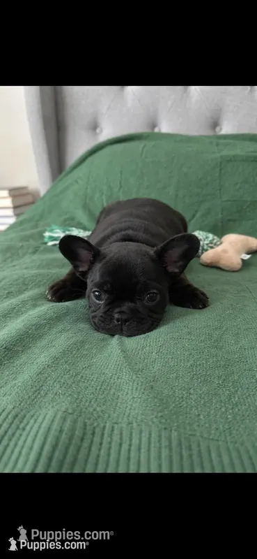 Black – French Bulldog puppy for sale in Richmond, VA