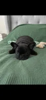 Black, a female French Bulldog for sale in Richmond, VA – 9 of 9