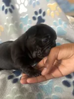 Black, a female French Bulldog for sale in Richmond, VA – 5 of 9