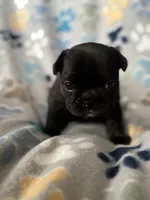 Black, a female French Bulldog for sale in Richmond, VA – 3 of 9