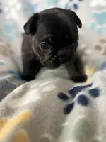 Black, a female French Bulldog for sale in Richmond, VA – 4 of 9
