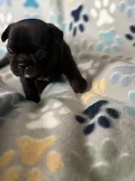 Black, a female French Bulldog for sale in Richmond, VA – 7 of 9