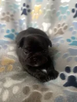 Black, a female French Bulldog for sale in Richmond, VA – 6 of 9