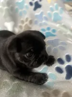 Black, a female French Bulldog for sale in Richmond, VA – 8 of 9