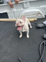 Nova, a female French Bulldog for sale in Richmond, VA – 2 of 8