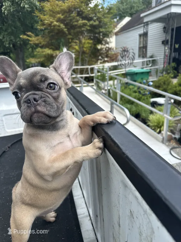 Willow – French Bulldog puppy for sale in Richmond, VA