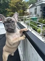 Willow, a female French Bulldog for sale in Richmond, VA – 1 of 10
