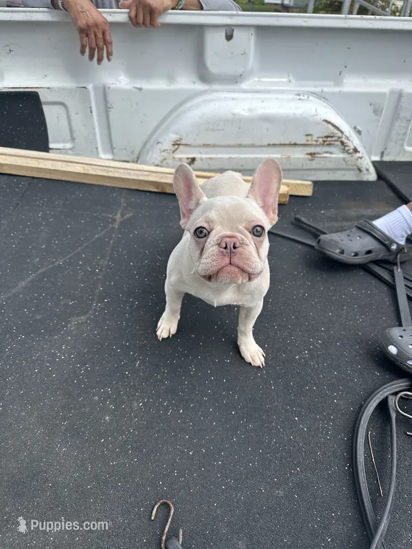 Nova – French Bulldog puppy for sale in Richmond, VA