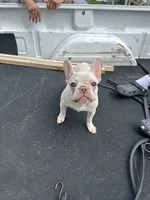 Nova, a female French Bulldog for sale in Richmond, VA – 1 of 8