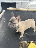 Willow, a female French Bulldog for sale in Richmond, VA – 2 of 10