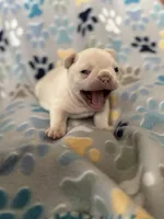 Nova, a female French Bulldog for sale in Richmond, VA – 4 of 8