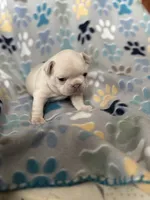 Nova, a female French Bulldog for sale in Richmond, VA – 7 of 8