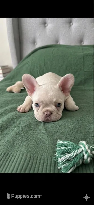 Nova – French Bulldog puppy for sale in Richmond, VA