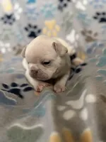 Nova, a female French Bulldog for sale in Richmond, VA – 5 of 8