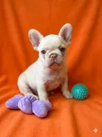 Nova, a female French Bulldog for sale in Richmond, VA – 2 of 8