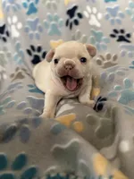 Nova, a female French Bulldog for sale in Richmond, VA – 3 of 8