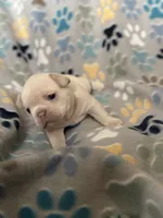 Nova, a female French Bulldog for sale in Richmond, VA – 6 of 8