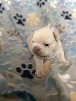 Nova, a female French Bulldog for sale in Richmond, VA – 8 of 8
