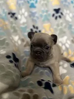 Willow, a female French Bulldog for sale in Richmond, VA – 9 of 9